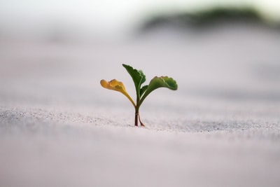 地面植物特写照片